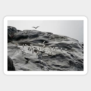 birds at Greenland Sticker
